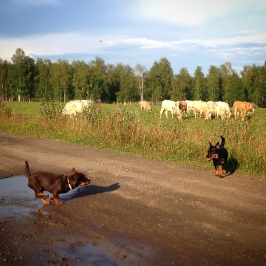 10429298_10204432645806423_5419798410824788762_n