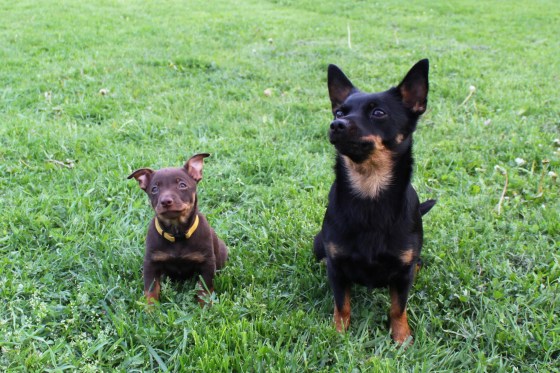 Halvsystrarna Alda och Tuva