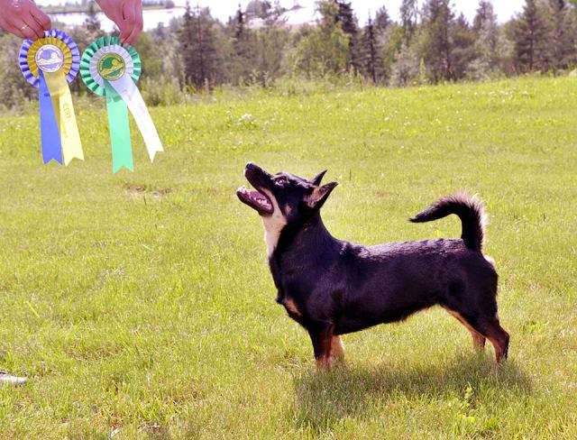 Tuva fick cert och blev BIM på Midnattsolsutställningen i Gällivare! 