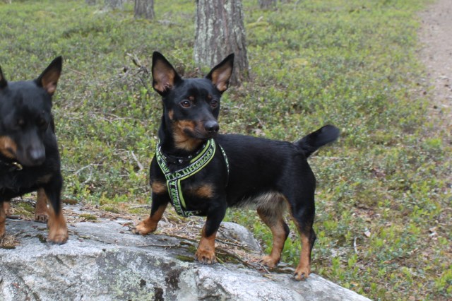 Zelda på skogspromenad med Ronja