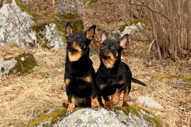 alfons-och-ronja2011-redi-4