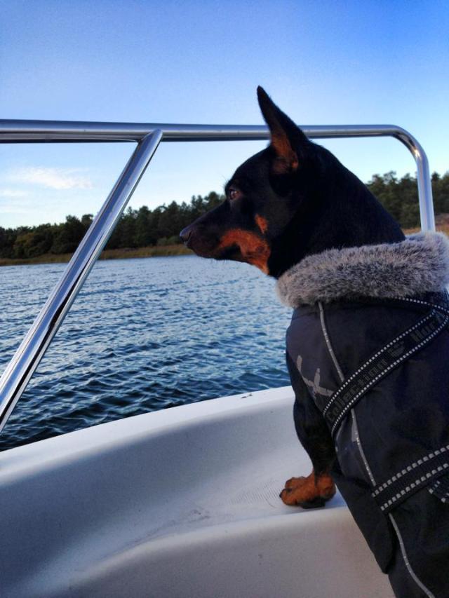 Det var Ronjas första båttur och hon skötte det imponerande! Inget pip eller gnäll alls men hade nog lätt kastat sig i vattnet efter fiskarna och sjögränset som vi drog upp om vi inte hindrat henne!