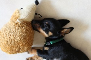 Yxi flyttade till Sunne, Värmland