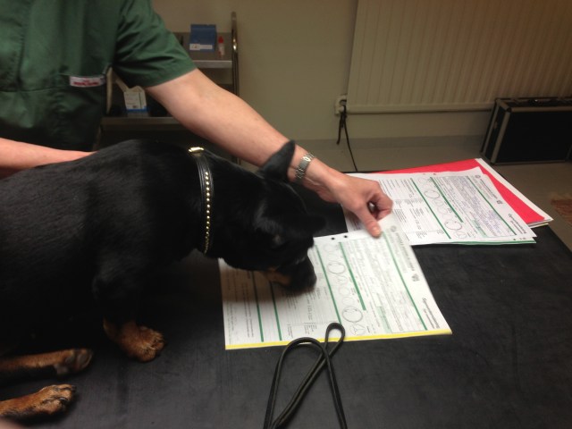 Ronja studerar resultatet, får det godkänt? ;) 