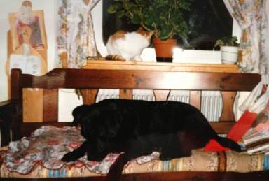 Svarta Molly som vi kallade henne när vi var små och katten Pelle i fönstret. Tyvärr tittar de på annat spännande än in i kameran :) 