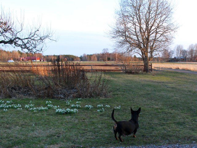 Ronja är förväntansfull 