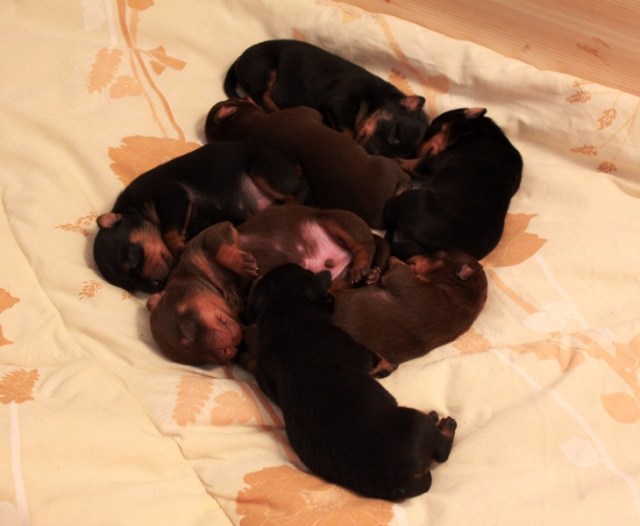 Sovstund i den nysydda 