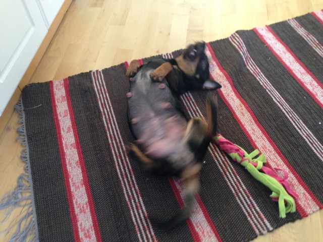 ...och leka lite när valparna sover!