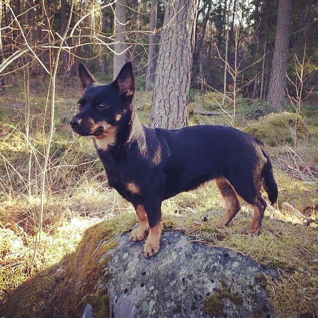 Sist också en bild på Tuva från en skogspromenad