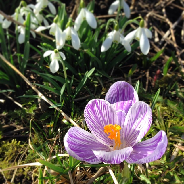 Våren har dessutom kommit till våran trädgård!