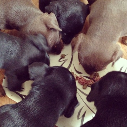 10171904_10203797738174129_5113503921988398041_n