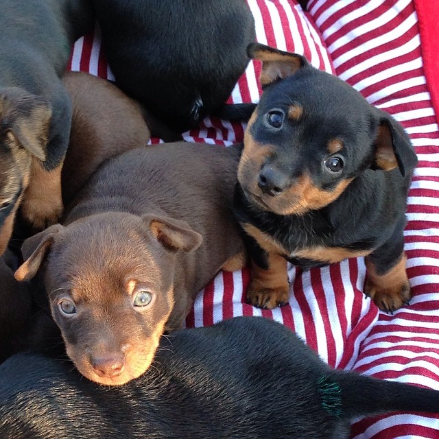 10299195_10203798528193879_7057081845313175110_n