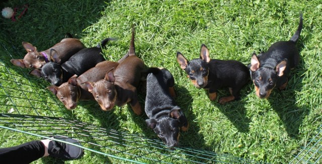 Alla valparna i fotokö - släpp ut oss ;) 