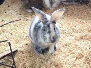 1074-1641-gallsjogardens-hjordis