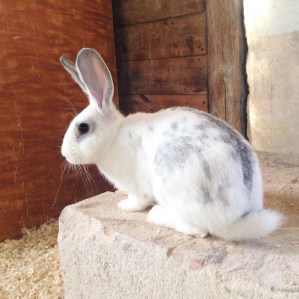 1234-1611-manglantans-idun