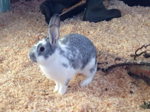 1234-1612-manglantans-hild-2