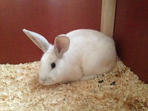 167-1643-sodergards-gjord