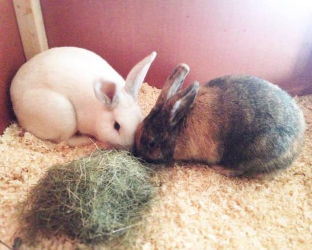 16708361_10212197829011150_1357492573038663488_n