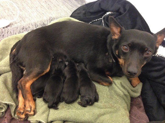 Här är valparna nyfödda, 4 blev vi!