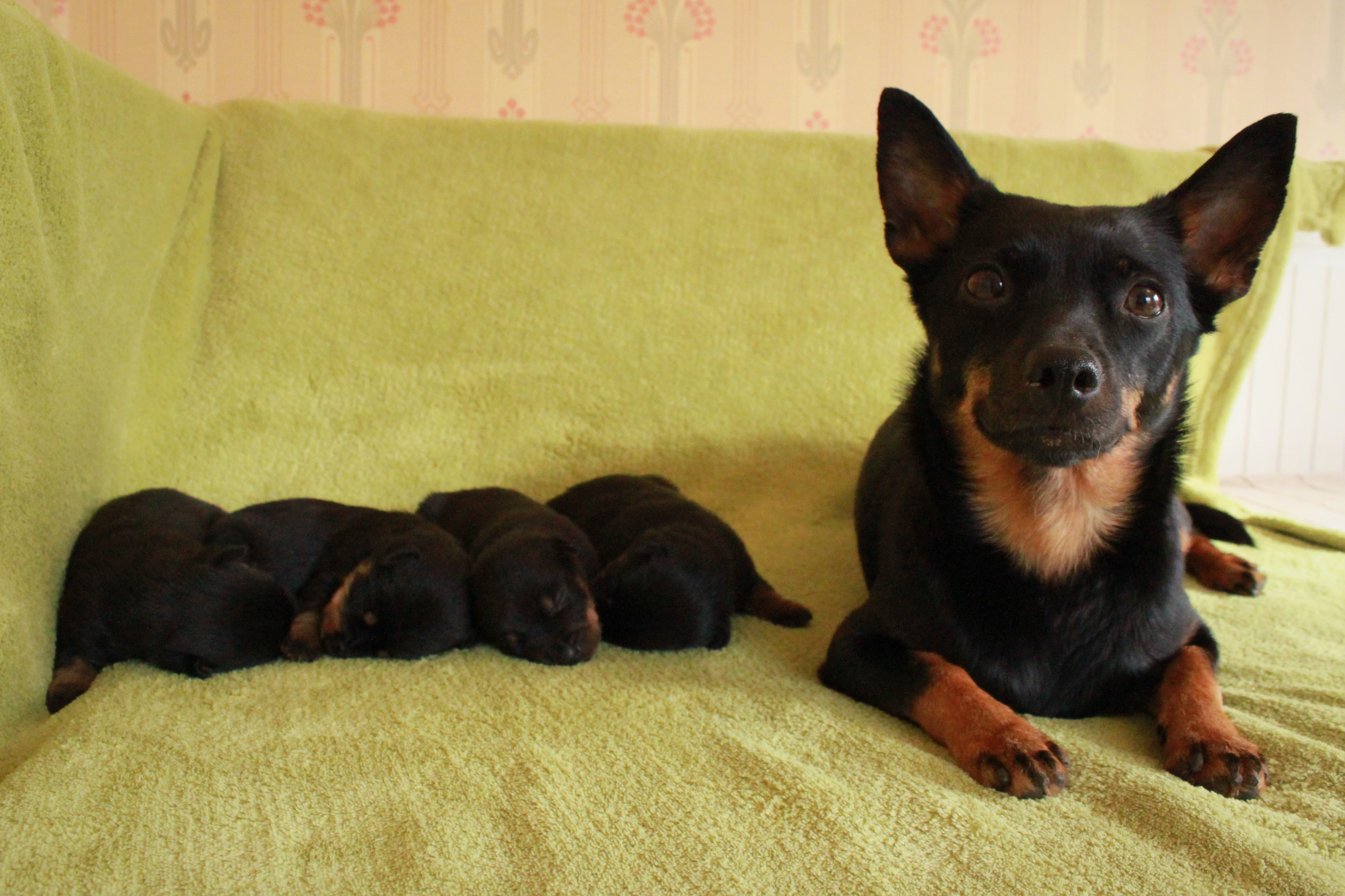 2v Tuva och valparna