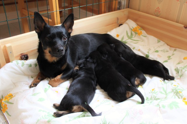 4veckor Tuva och valparna