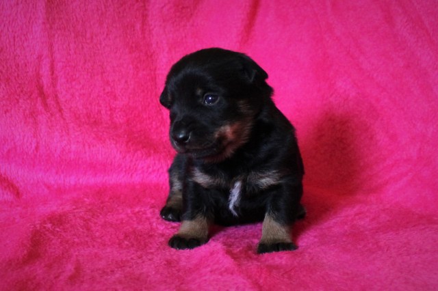 Valpar 3 veckor 1tik