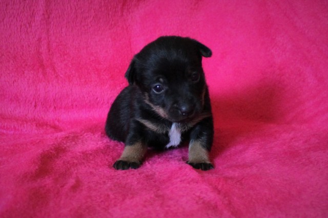 Valpar 3 veckor 2tik