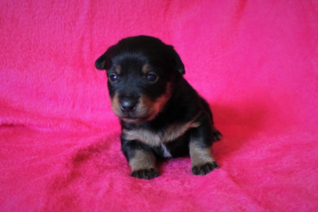 Valpar 3 veckor 3tik