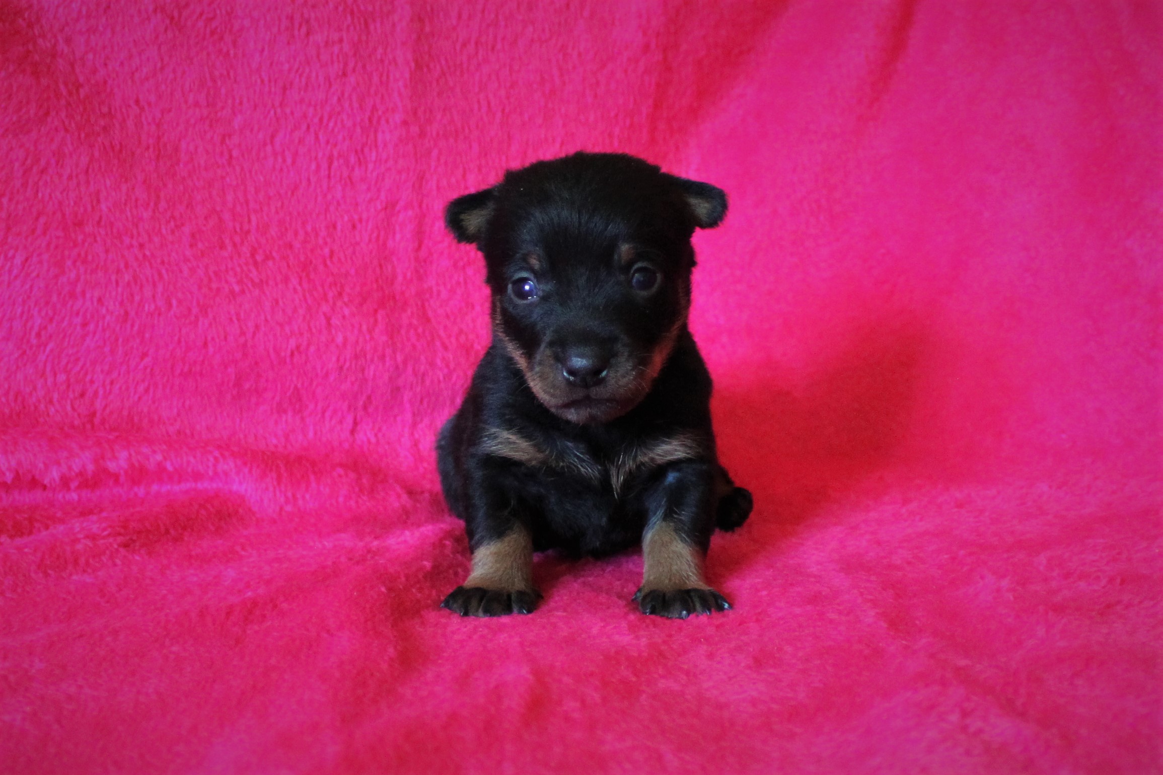 Valpar 3 veckor 4hanen