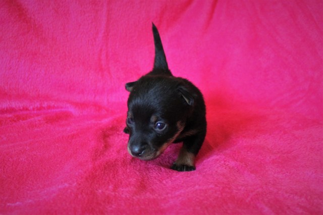 Valpar 3 veckor 4hanen2