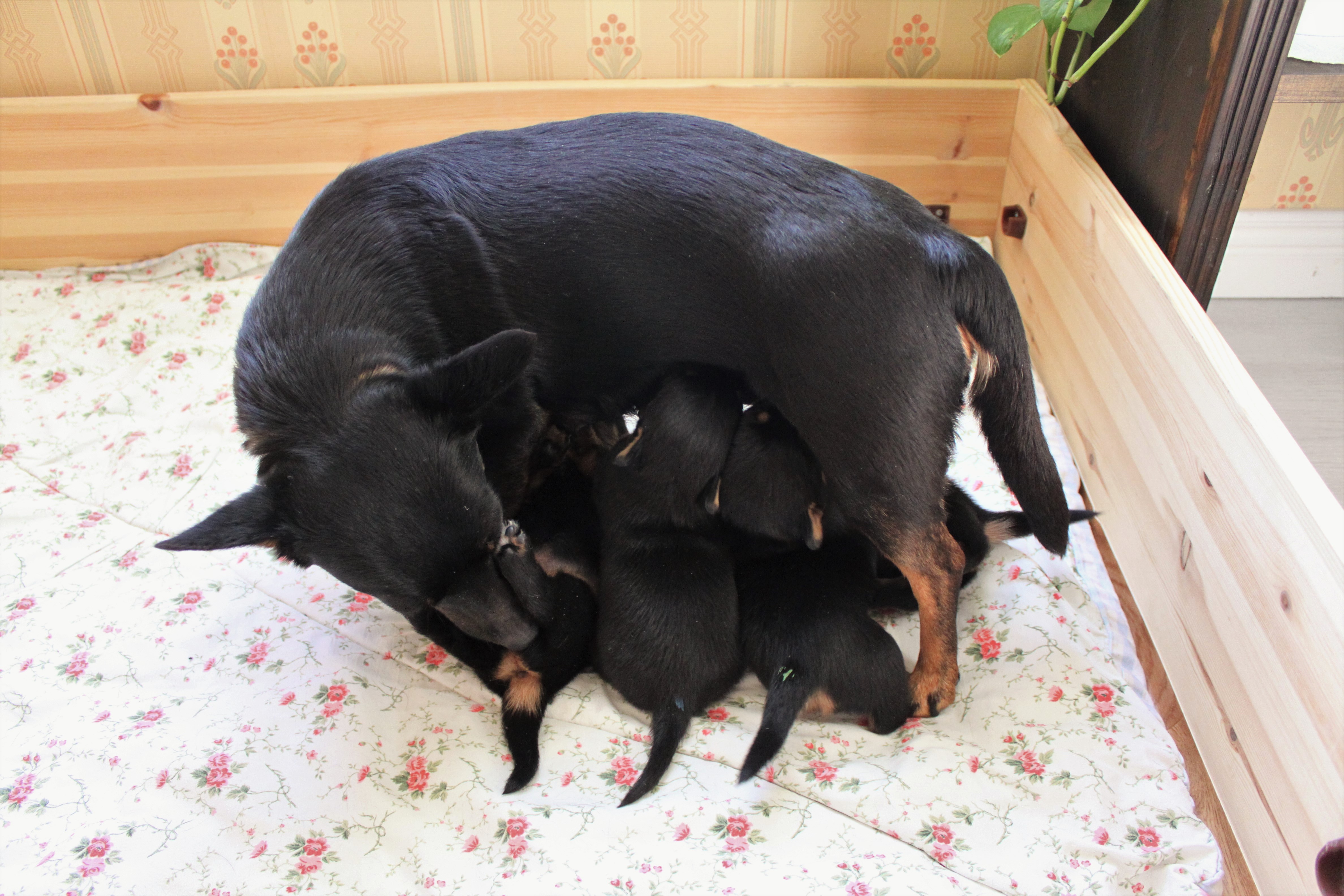 valpar 3 veckor dia2