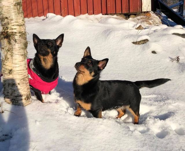 Bonnie och tuva2
